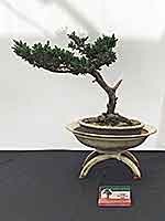 Juniper Procumbens